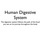 Animals: Human Digestive System