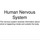 Animals: Human Nervous System