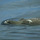 Animals: Vertebrates