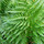 Plant Kingdom: Ferns