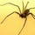 Animals: Invertebrates