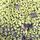 Microbes: Fungi and Algae