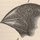 Speciation and Natural Selection