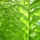 Plant Kingdom: Ferns