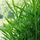 The Role of Plants in the Food Chain