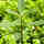 The Role of Plants in the Food Chain