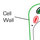 Cell Wall