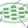 Chloroplast