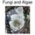 Microbes: Fungi and Algae