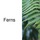 Plant Kingdom: Ferns