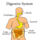 Animals: Human Digestive System