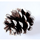 Coniferous Forests