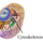 Cytoskeleton