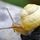 Animals: Invertebrates