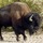 Animals: Vertebrates
