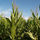 Biotechnology and Agriculture