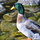 Organisms: Adaptations to Environment