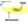 Cells: The Structural and Functional Units of Life