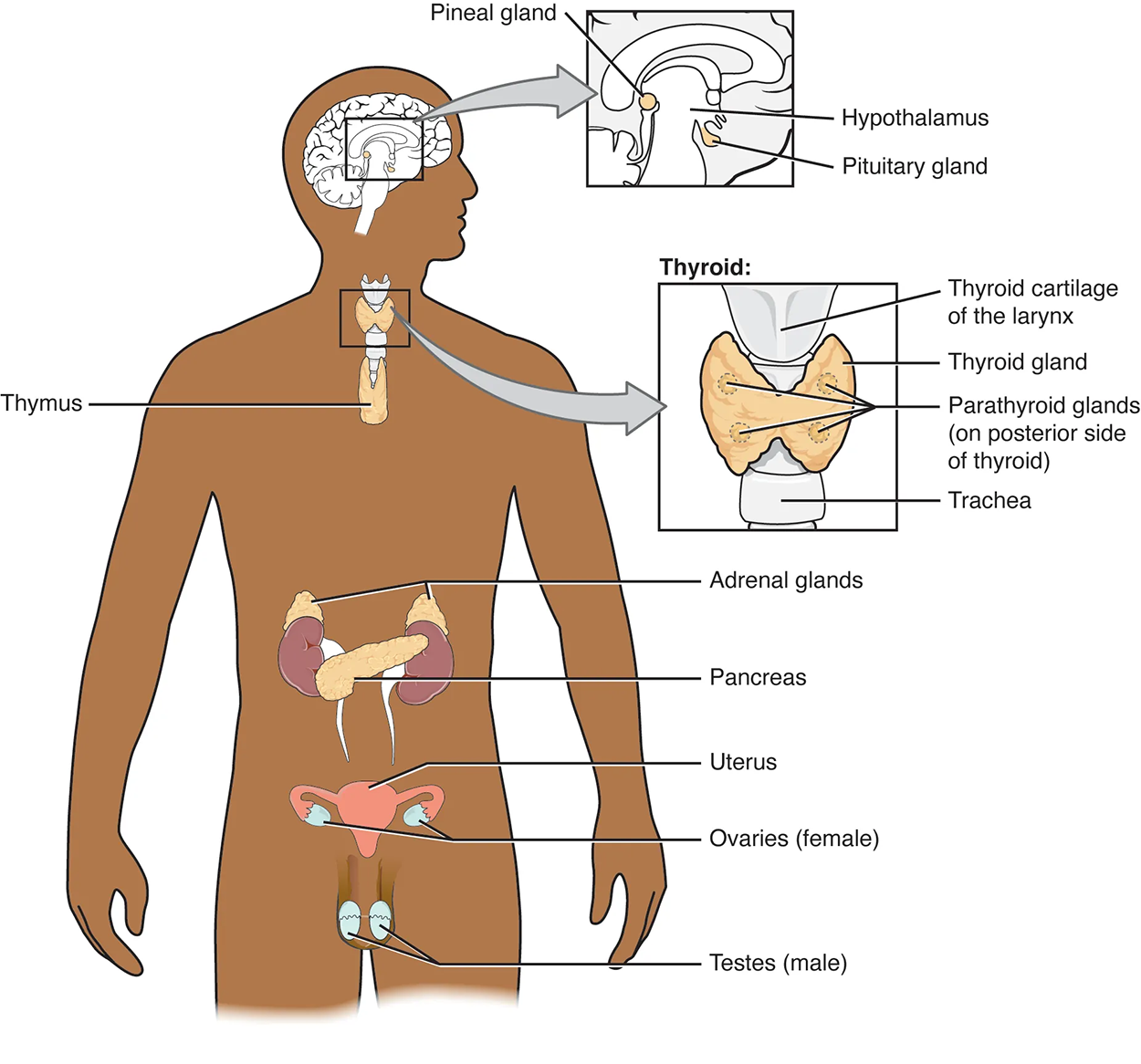 An Overview of the Endocrine System Tutorial | Sophia Learning