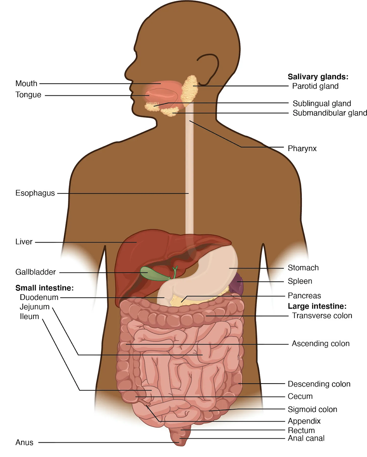 The Digestive System Tutorial | Sophia Learning