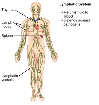 Organ Systems Tutorial | Sophia Learning