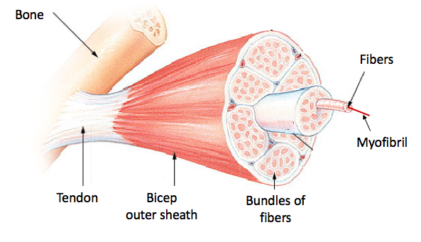 Muscle Contractions: Micro Level Tutorial | Sophia Learning