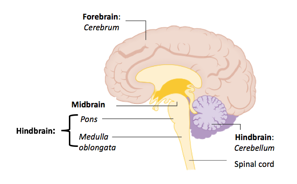 Hindbrain And Midbrain Tutorial Sophia Learning