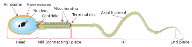 Sperm Formation Tutorial | Sophia Learning