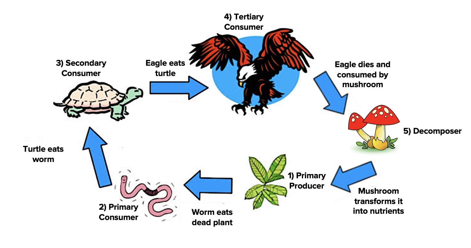 The Food Chain Spotlight 7 