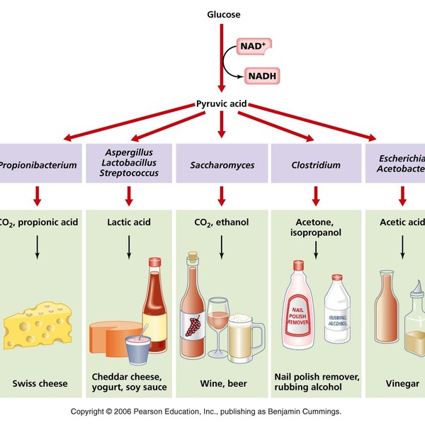 Unit 4 Anaerobic Respiration, Aerobic Respiration, Fermentation