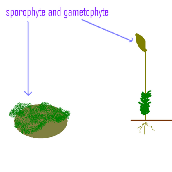 Plant Kingdom Mosses Tutorial Sophia Learning