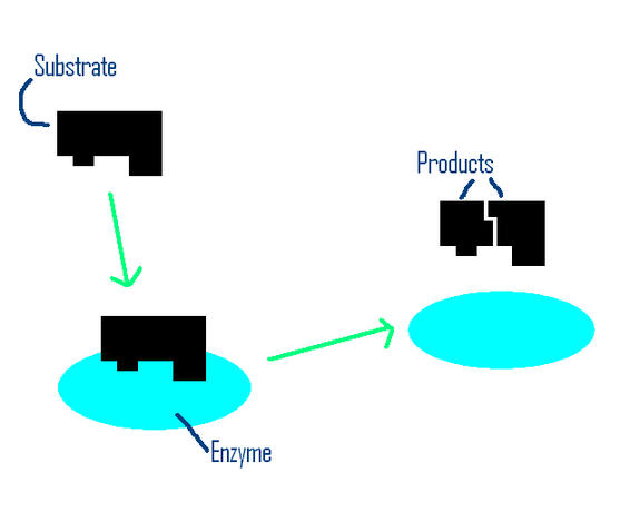 Enzyme Function Tutorial | Sophia Learning