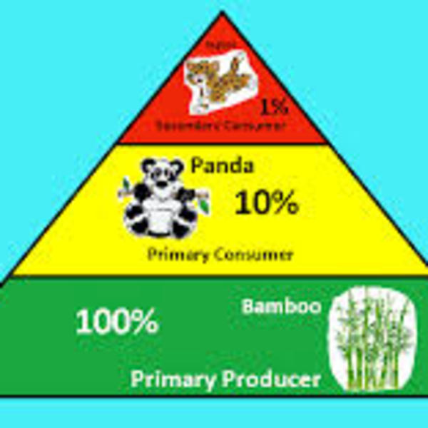 Ecological Pyramids and the 10 rule (3.2 part 2) Tutorial Sophia