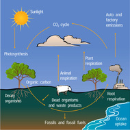 Worksheets Cycles Of Matter Worksheet cycles of matter part 1 water carbon 3 tutorial sophia 3