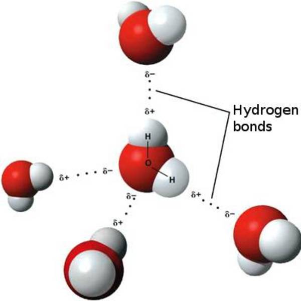 Hydrogen Bonding Definition Tutorial Sophia Learning