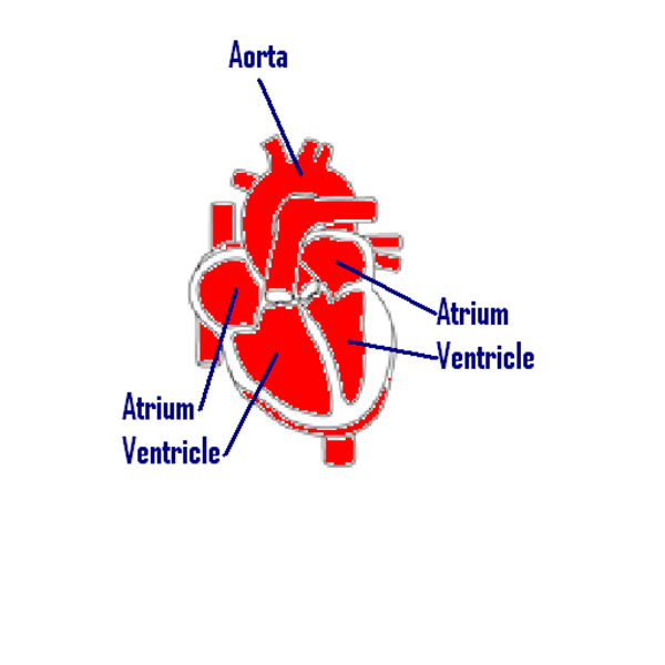 Animals Human Cardiovascular System Tutorial Sophia Learning