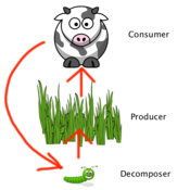 Living environment homework help