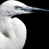 a white heron ap essay a white heron ap essay