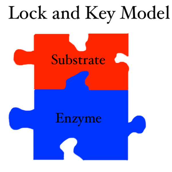 Lock and Key Model Tutorial Sophia Learning