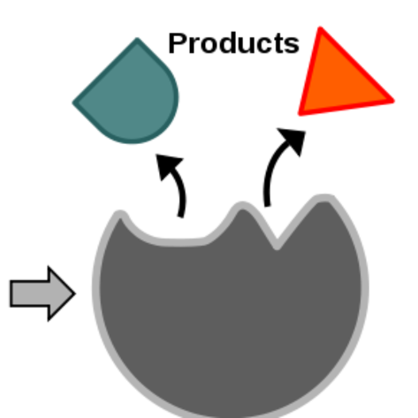 Enzyme Function Tutorial Sophia Learning