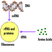 types of rna tutorial sophia learning 3 types of rna
