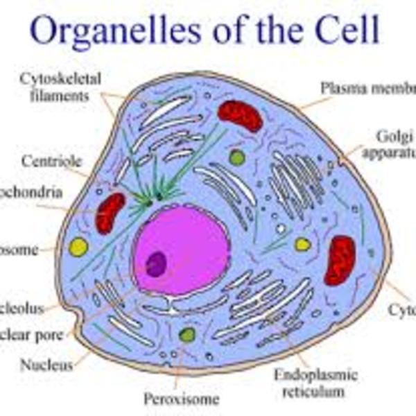 3-2-organelles-tutorial-sophia-learning