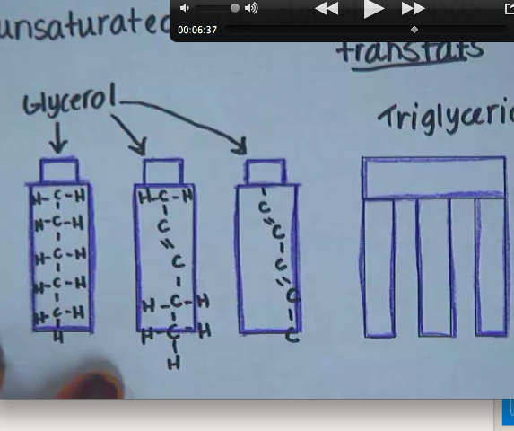 Lipids Tutorial | Sophia Learning