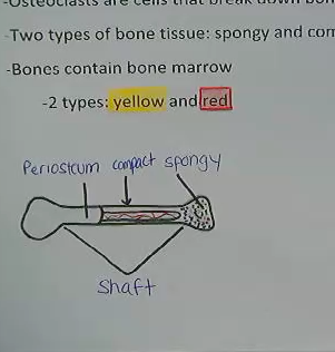 Bone Structure and Growth Tutorial | Sophia Learning