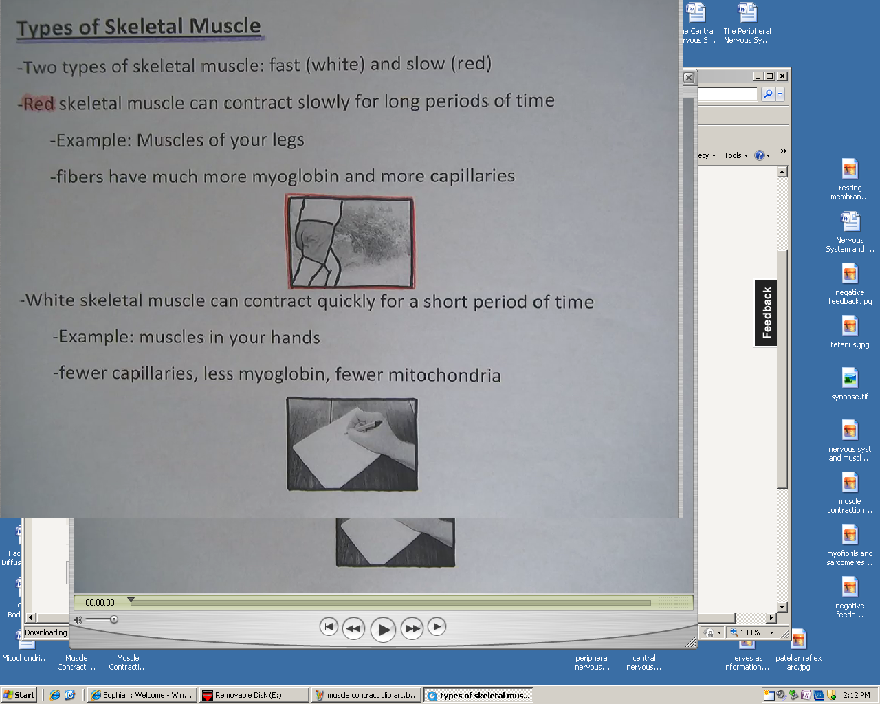 Types of Skeletal Muscle and Muscle Contraction Overview Tutorial ...