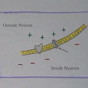 Membrane Potential and Action Potential Tutorial | Sophia Learning