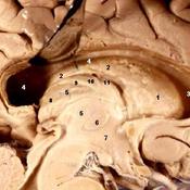 The Endocrine System Playlist | Sophia Learning