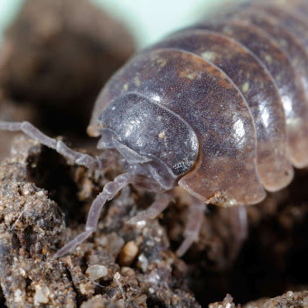 Pill bug behavior investigation Tutorial Sophia Learning
