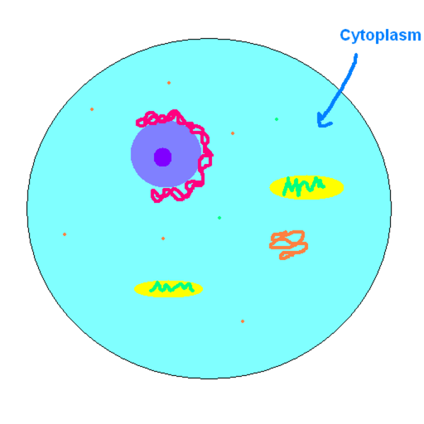 Cytoplasm Tutorial Sophia Learning