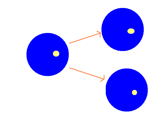 Prophase Tutorial | Sophia Learning